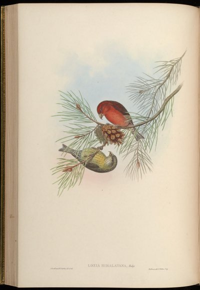 Loxia himalayensis = Loxia curvirostra himalayensis by John Gould